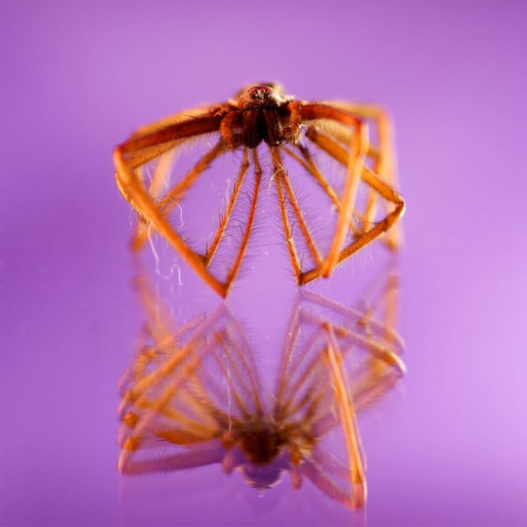 adrianna gronek insekty 1