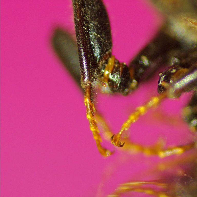 adrianna gronek insekty 10