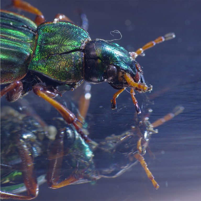 adrianna gronek insekty 11