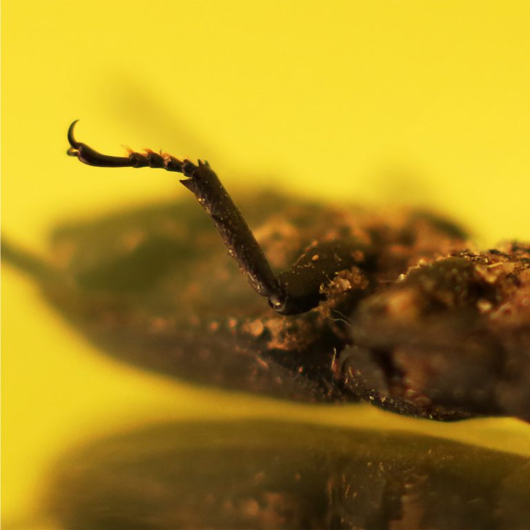 adrianna gronek insekty 14