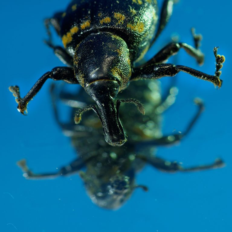 adrianna gronek insekty 16