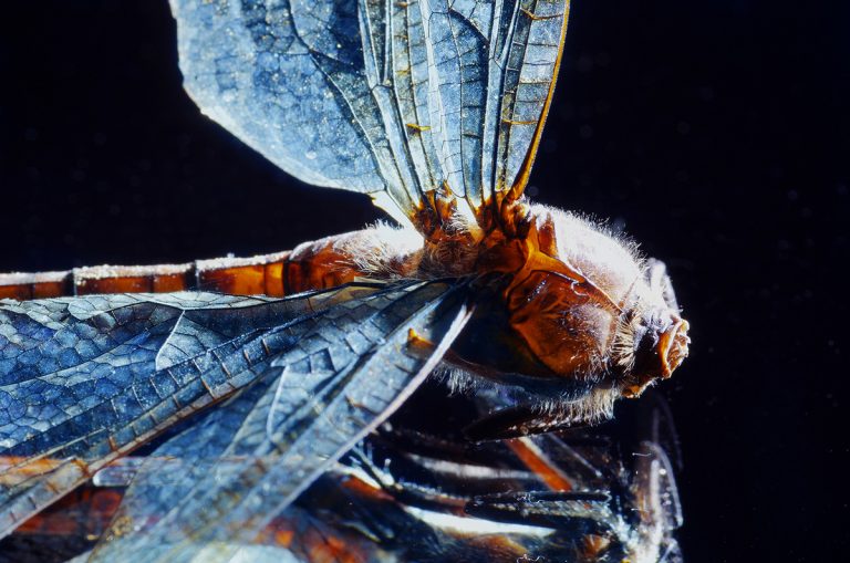 adrianna gronek insekty 17