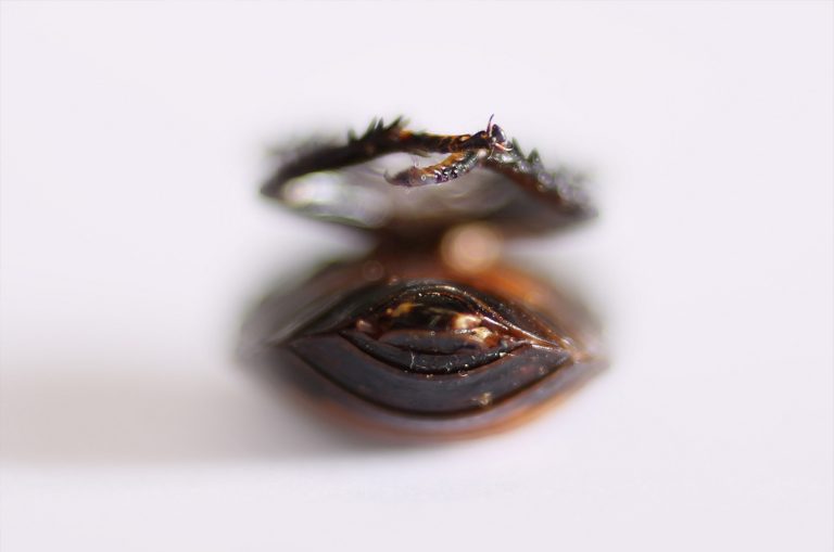 adrianna gronek insekty 18