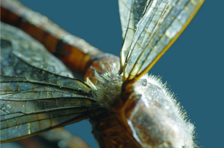 adrianna gronek insekty 19