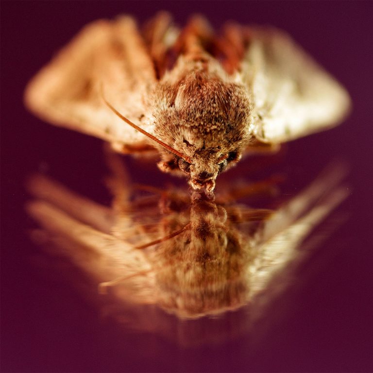 adrianna gronek insekty 2