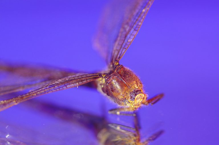 adrianna gronek insekty 22