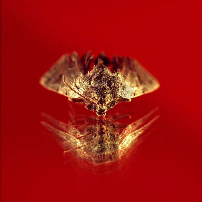 adrianna gronek insekty 3