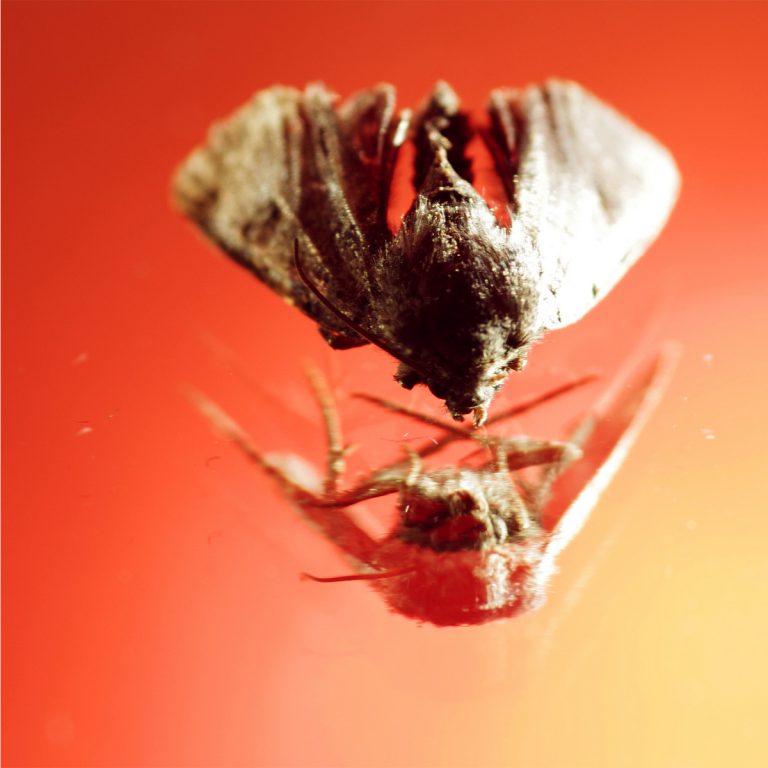 adrianna gronek insekty 4