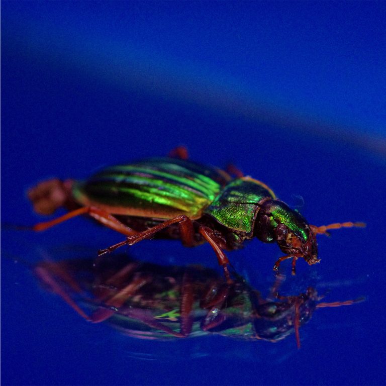 adrianna gronek insekty 6