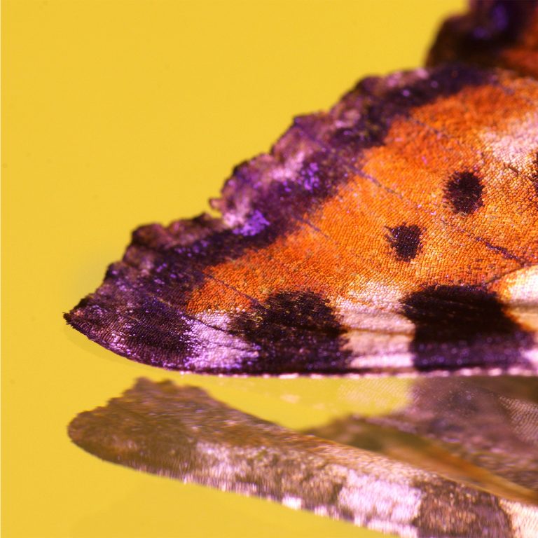 adrianna gronek insekty 8