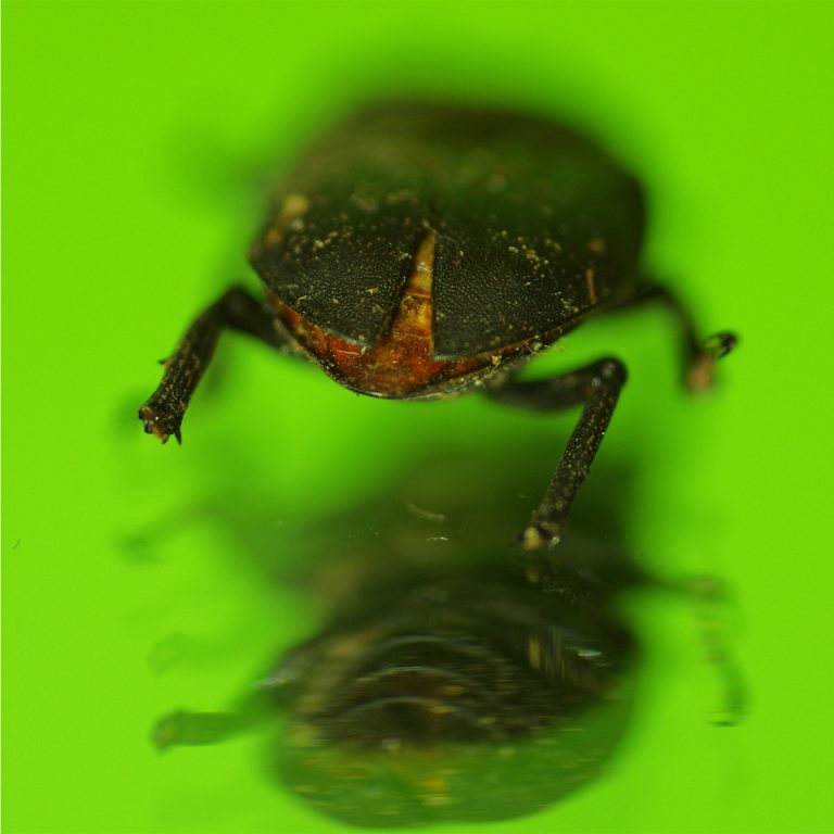 adrianna gronek insekty 9