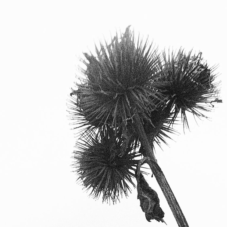 korinnwasiluk flora 2018 2019 10