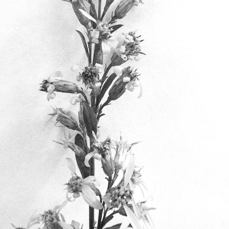 korinnwasiluk flora 2018 2019 11