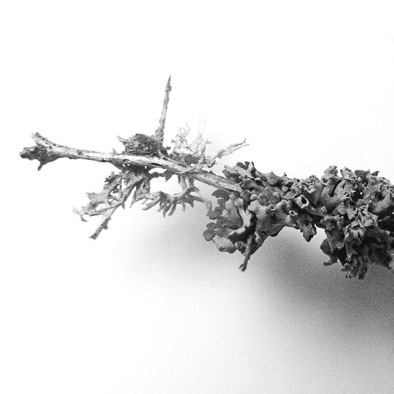 korinnwasiluk flora 2018 2019 12