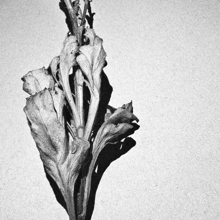 korinnwasiluk flora 2018 2019 15