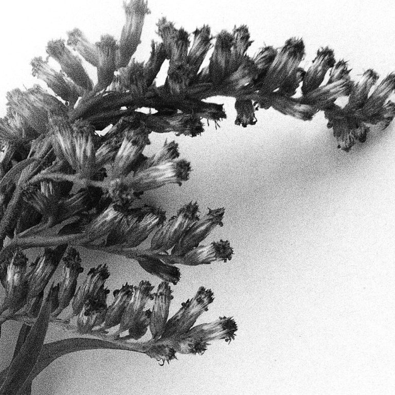 korinnwasiluk flora 2018 2019 16