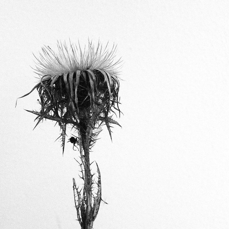 korinnwasiluk flora 2018 2019 2