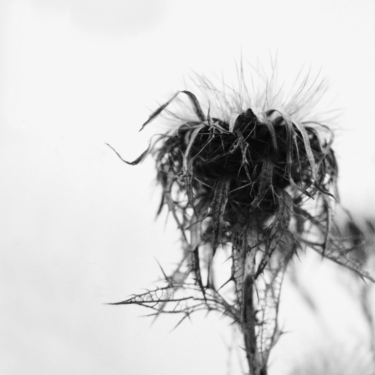 korinnwasiluk flora 2018 2019 3