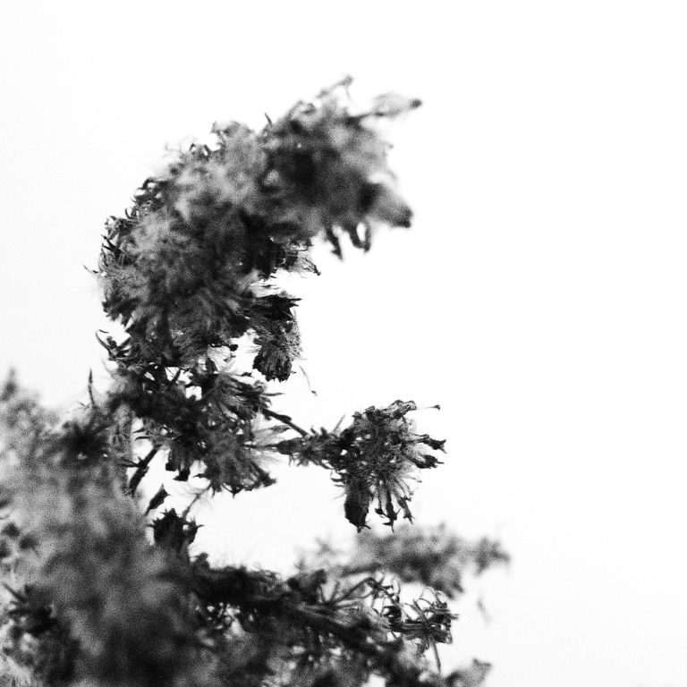 korinnwasiluk flora 2018 2019 4