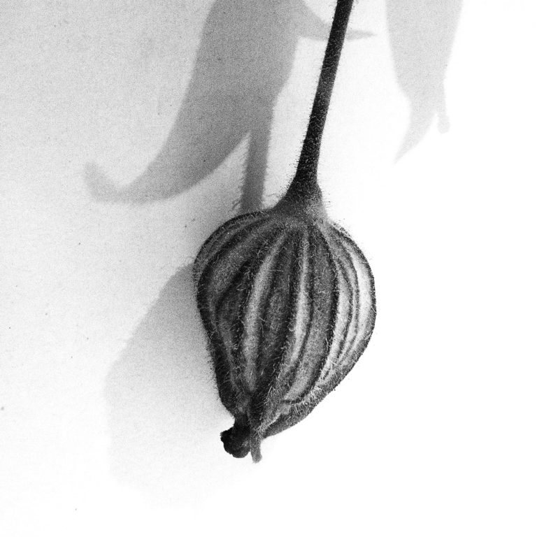 korinnwasiluk flora 2018 2019 5