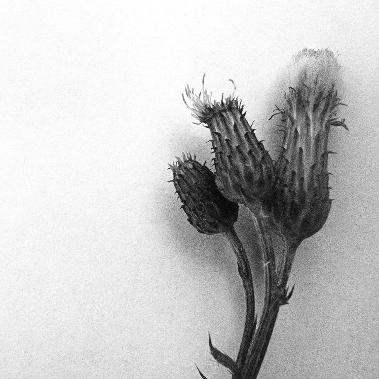 korinnwasiluk flora 2018 2019 6