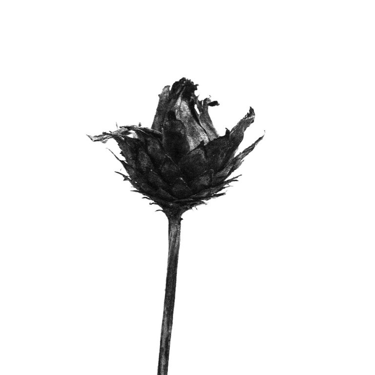 korinnwasiluk flora 2018 2019 7