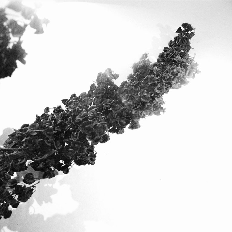 korinnwasiluk flora 2018 2019 8