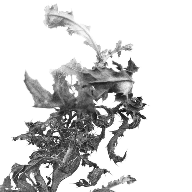 korinnwasiluk flora 2018 2019 9